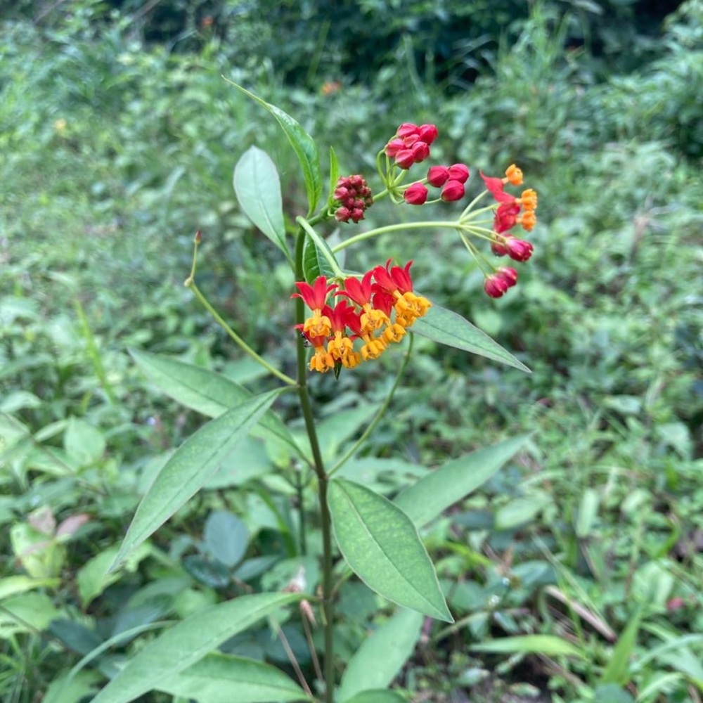 Meet your Posher, Jazmin